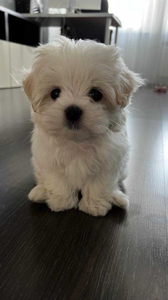 Denny, a Maltese puppy at 2 months old