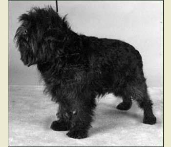 Affenpinscher