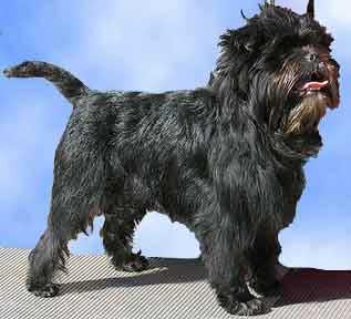 Affenpinscher