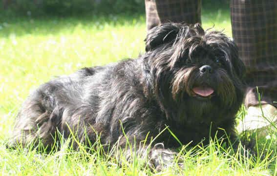 Affenpinscher