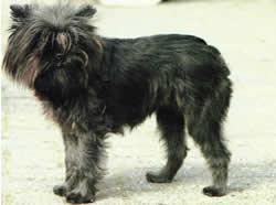 Affenpinscher