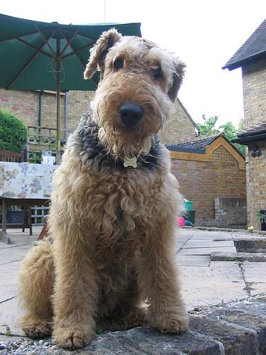 Airedale Terrier