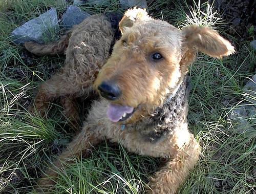 Airedale Terrier