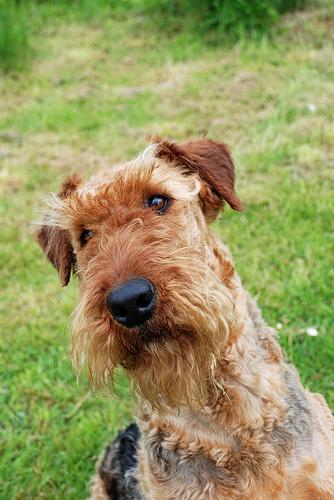 Airedale Terrier