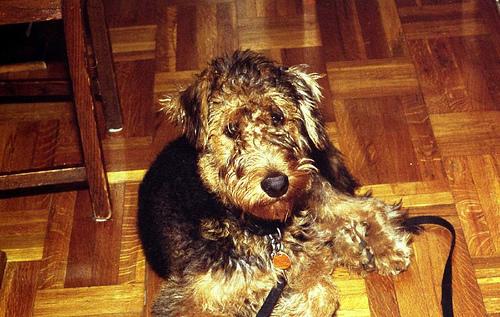 Airedale Terrier