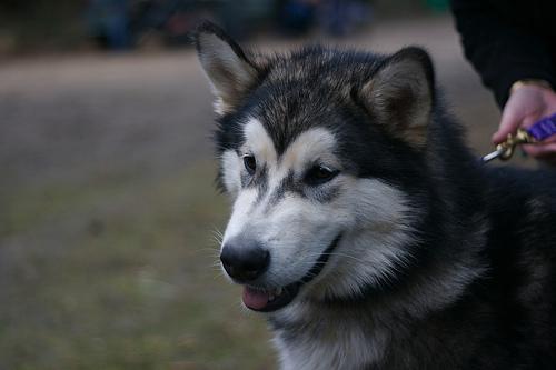 Malamute de l'Alaska