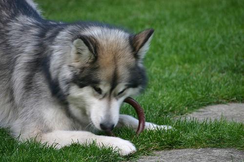 Malamute de l'Alaska