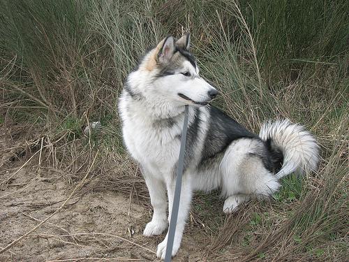 Malamute de l'Alaska
