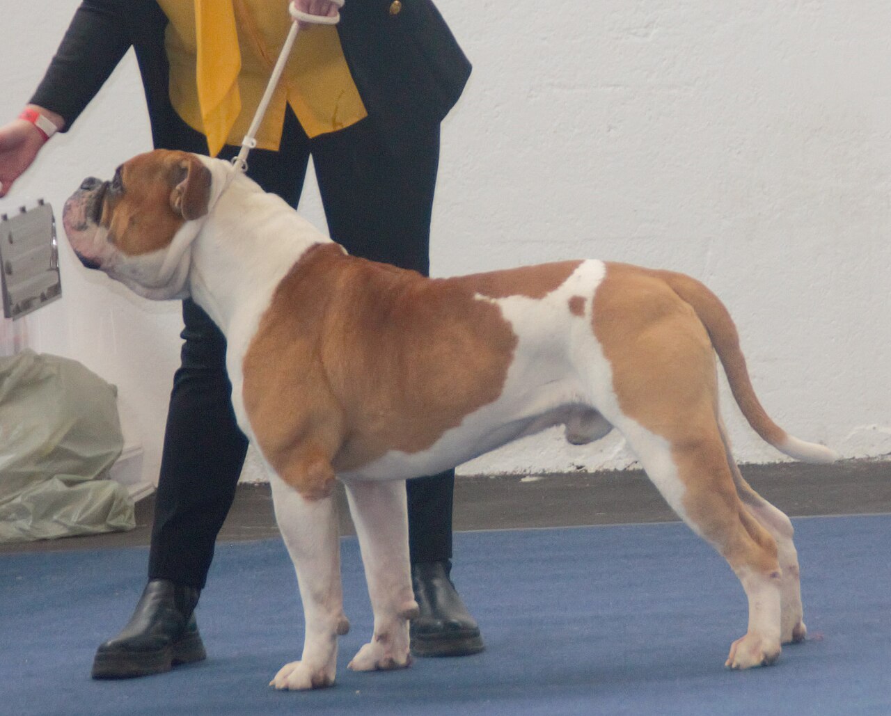American Bulldog