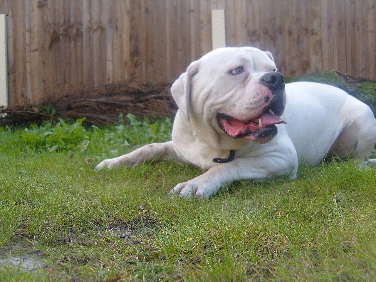 American Bulldog