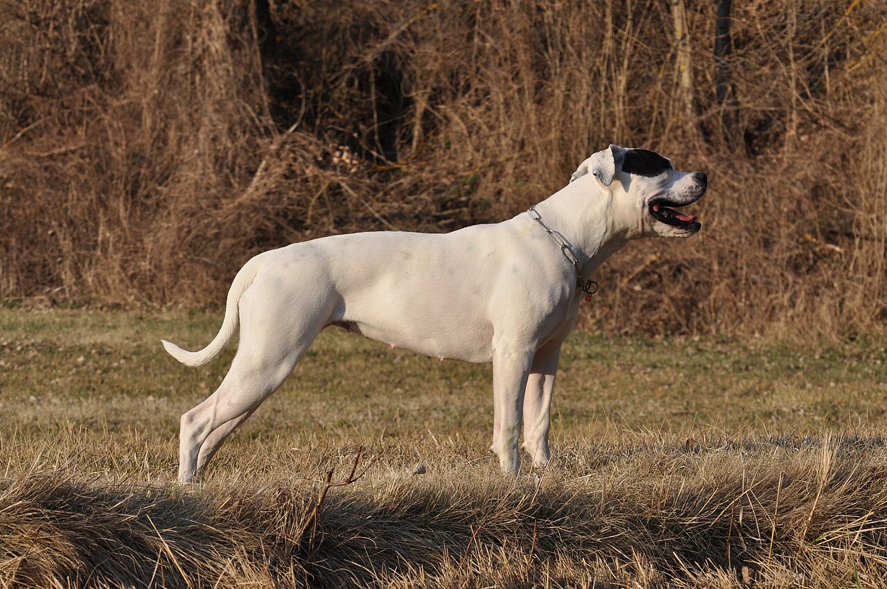 American Bulldog