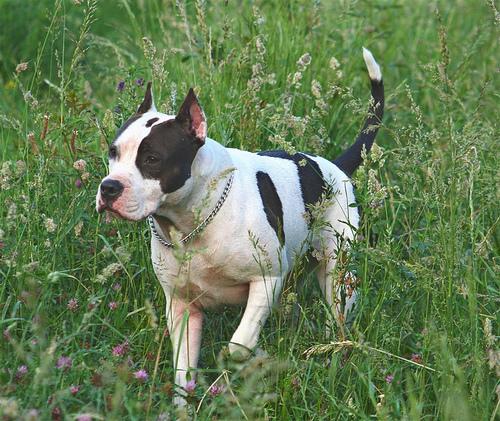 American Staffordshire Terrier
