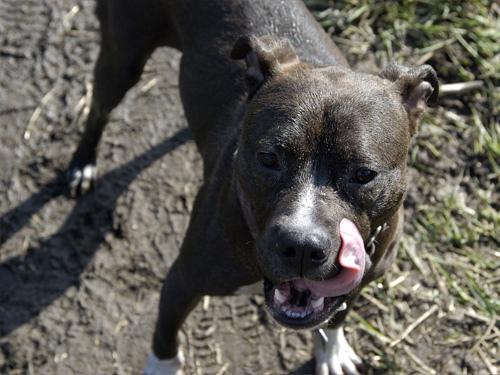 American Staffordshire Terrier