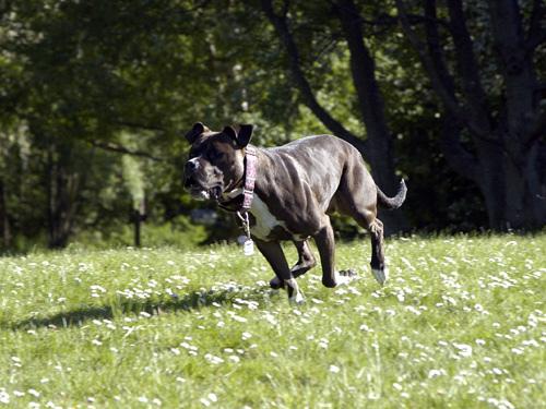 American Staffordshire Terrier
