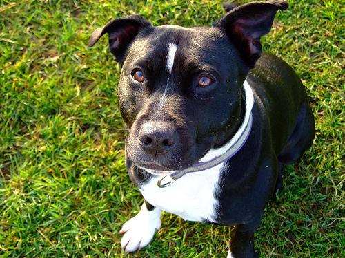 American Staffordshire Terrier