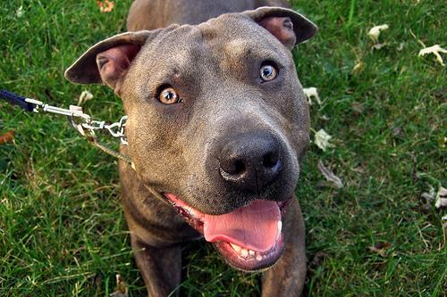 American Staffordshire Terrier