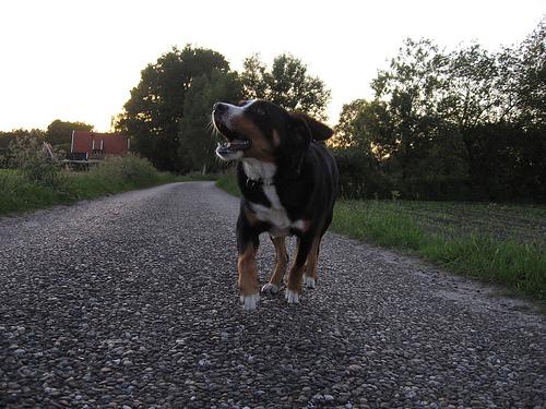 Bouvier Appenzellois