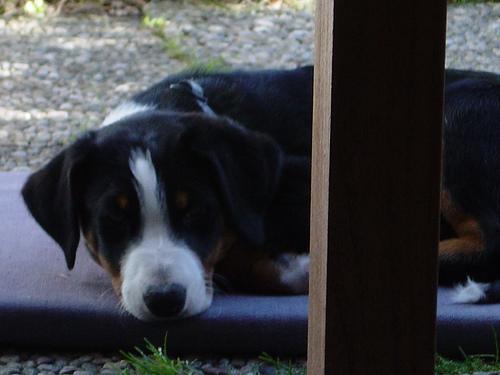 Bouvier Appenzellois