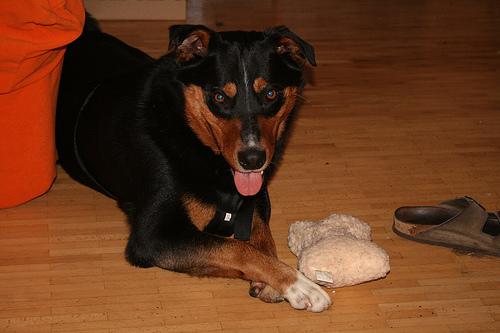 Bouvier Appenzellois