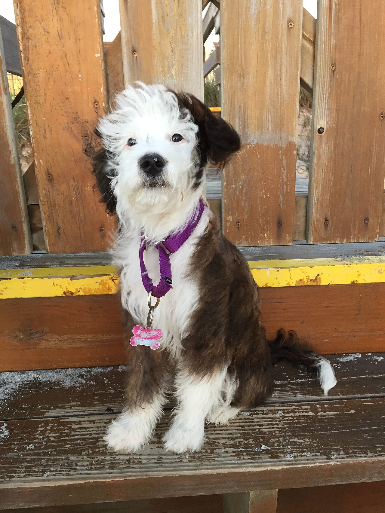 Aussiedoodle