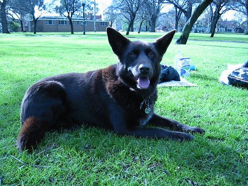 Kelpie Australien