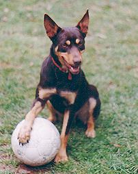 Kelpie Australien