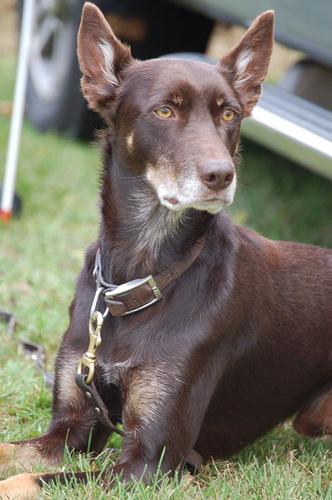 Kelpie Australien
