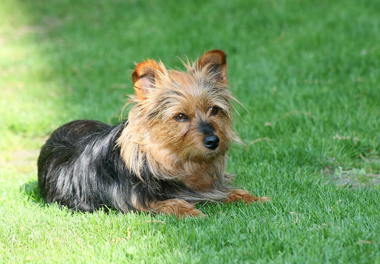 Australian Terrier