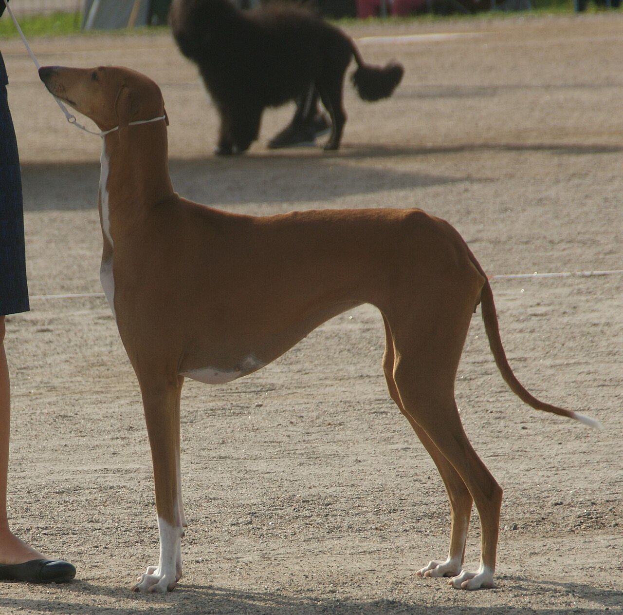 Azawakh