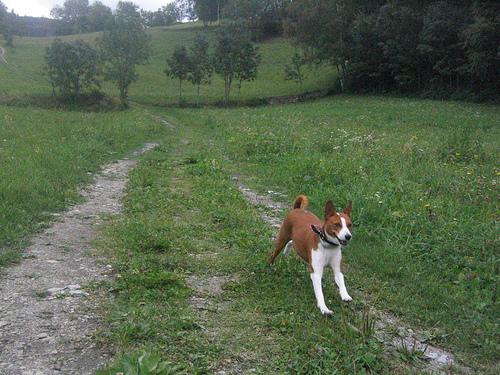 Basenji