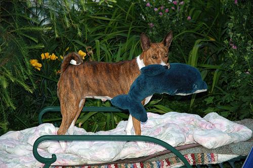 Basenji