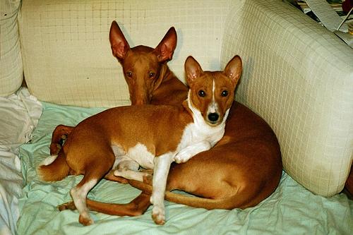 Basenji