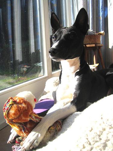 Basenji