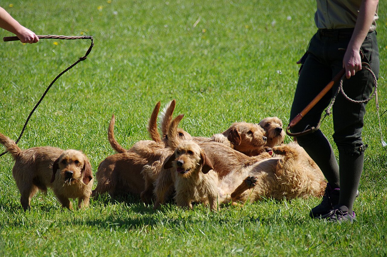 Basset Fauve de Bretagne