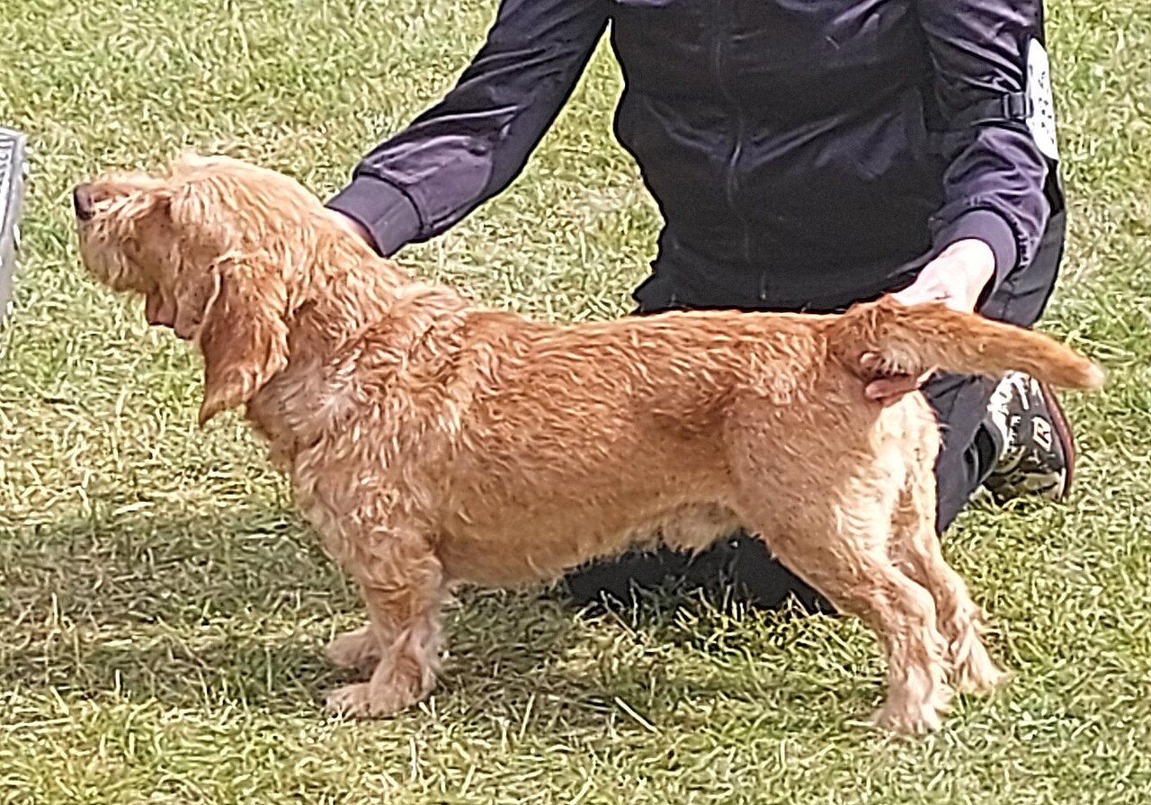 Basset Fauve de Bretagne