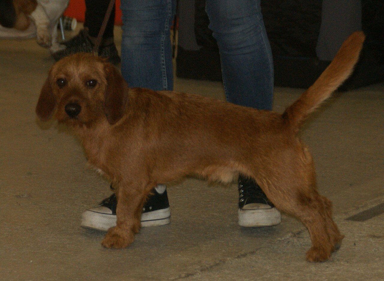 Basset Fauve de Bretagne