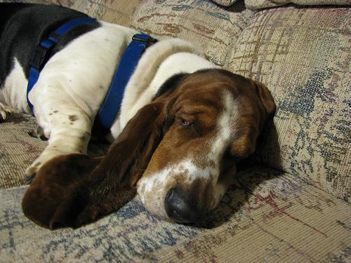 Basset Hound