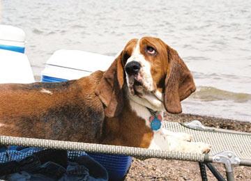 Basset Hound