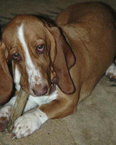 Basset Hound