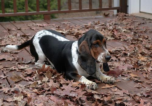 Basset Hound