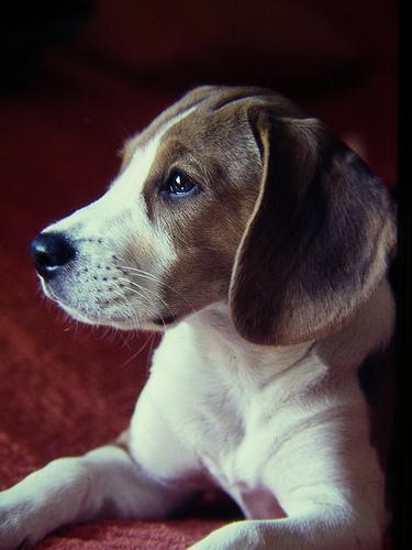 Beagle