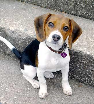 Beagle