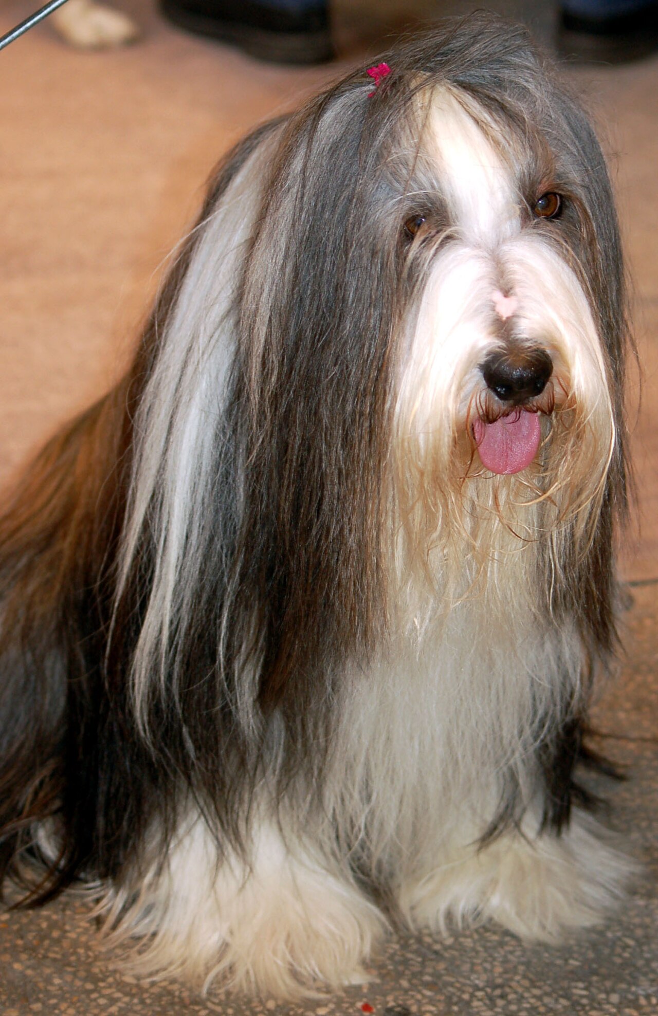 Bearded Collie