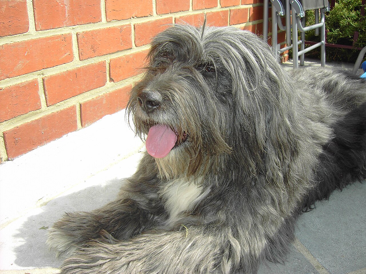 Bearded Collie