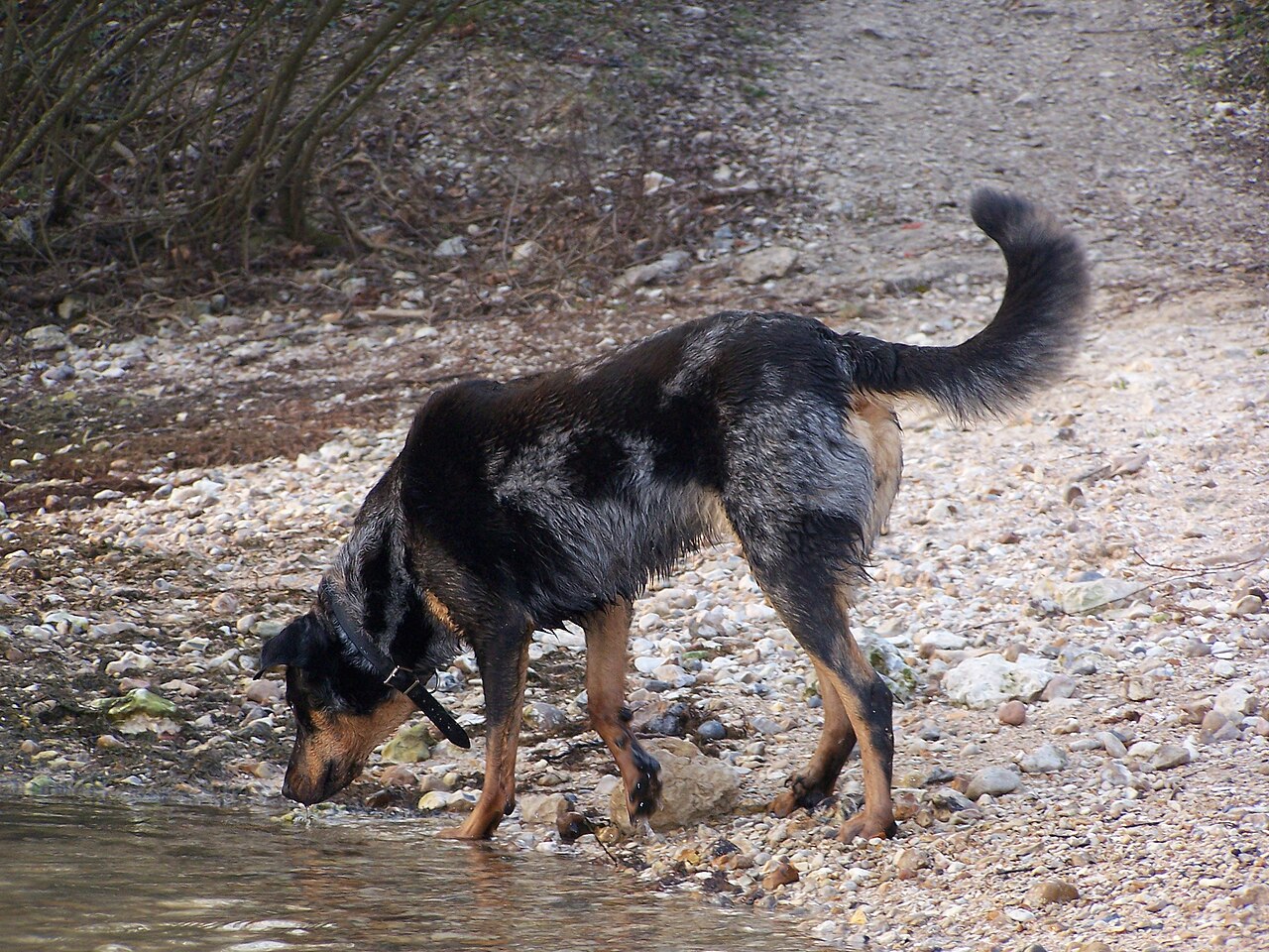 Beauceron