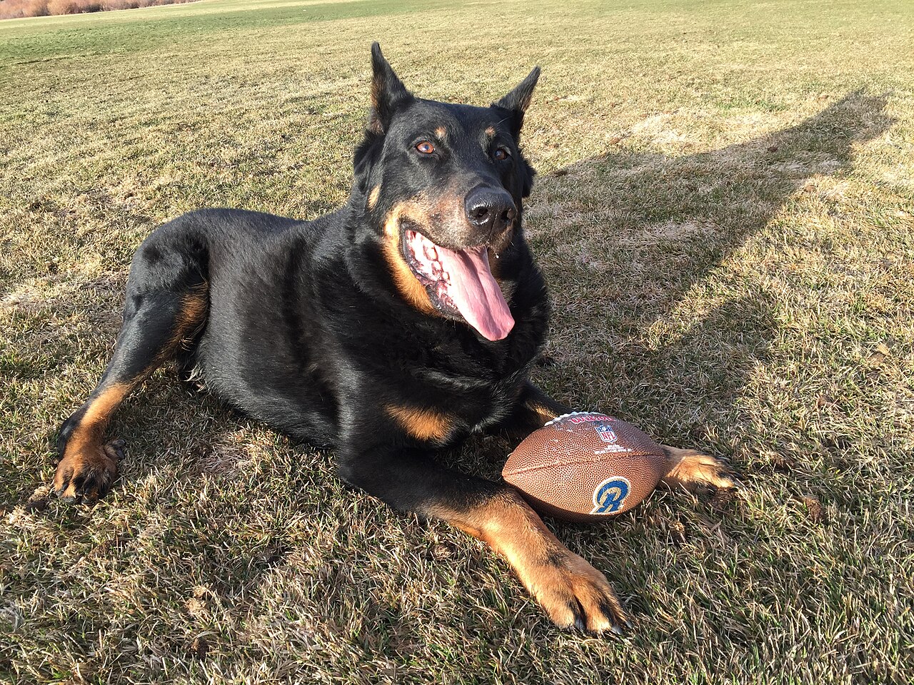 Beauceron