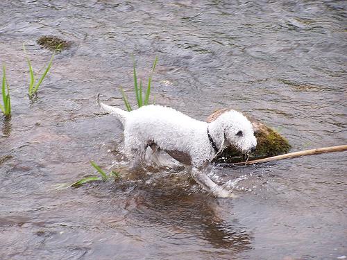 Bedlington Terrier