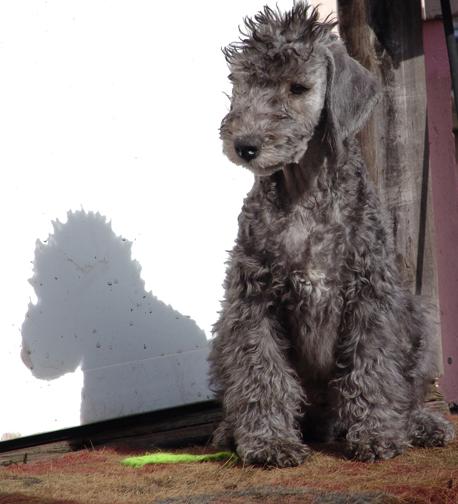 Bedlington Terrier