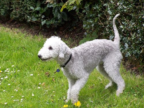 Bedlington Terrier