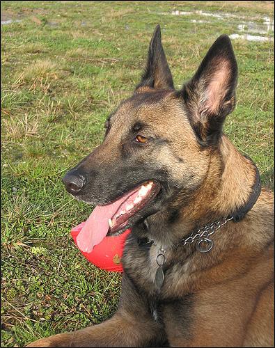 Berger Belge Malinois